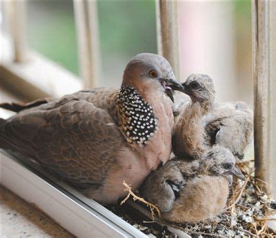 小鳥來家裡|【鳥來家裡】「家中突然來了一隻鳥，你知道它帶來了。